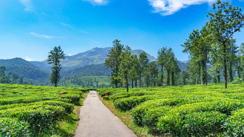 Bike and Car Rental in India - GoWheelo